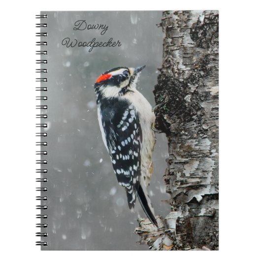 Downy Woodpecker in Snow - Original Foto Notizblock (Vorderseite)