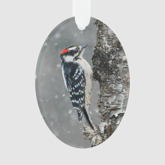 Downy Woodpecker in Snow - Original Foto Ornament (Vorderseite)