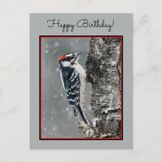 Downy Woodpecker in Snow - Original Foto Postkarte (Vorderseite)