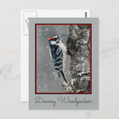 Downy Woodpecker in Snow - Original Foto Postkarte (Vorne/Hinten)