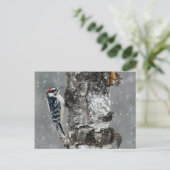 Downy Woodpecker in Snow - Original Foto Postkarte (Stehend Vorderseite)