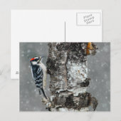 Downy Woodpecker in Snow - Original Foto Postkarte (Vorne/Hinten)