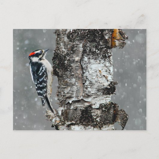Downy Woodpecker in Snow - Original Foto Postkarte (Vorderseite)