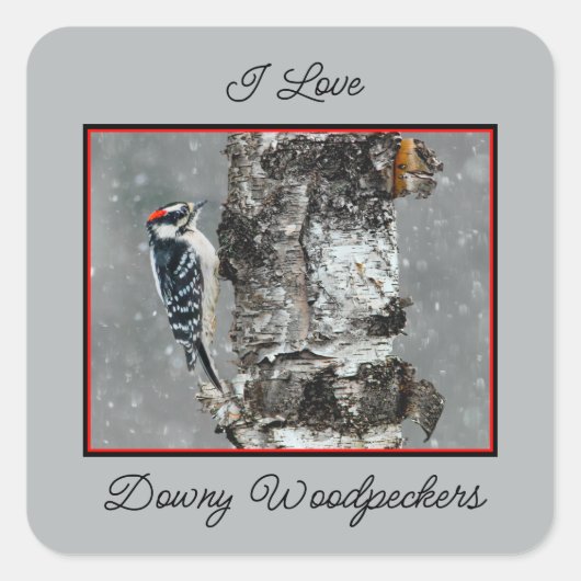 Downy Woodpecker in Snow - Original Foto Quadratischer Aufkleber (Vorderseite)