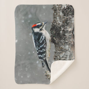 Downy Woodpecker in Snow - Original Foto Sherpadecke