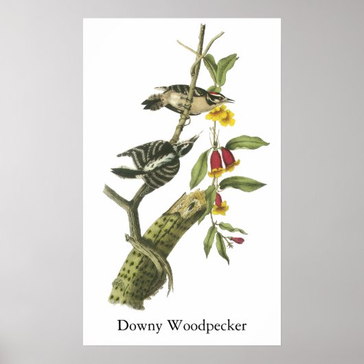 Downy Woodpecker - John Audubon Poster (Vorne)