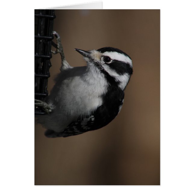 Downy Woodpecker-Karte (Vorne)