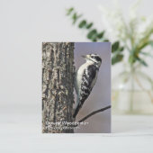 Downy Woodpecker Postcard Postkarte (Stehend Vorderseite)