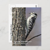 Downy Woodpecker Postcard Postkarte (Vorne/Hinten)