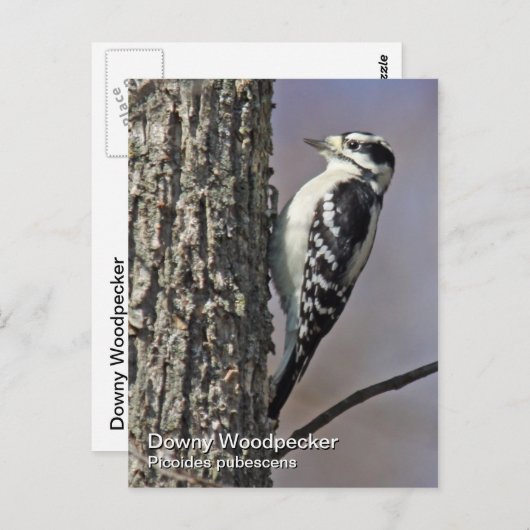 Downy Woodpecker Postcard Postkarte (Vorne/Hinten)