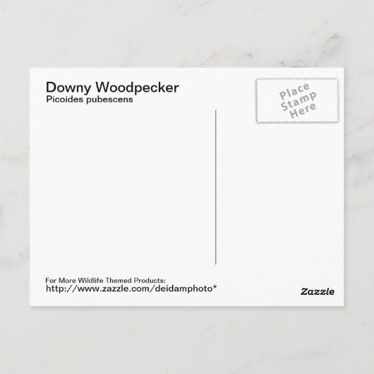 Downy Woodpecker Postcard Postkarte (Rückseite)