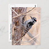 Downy Woodpecker Postcard Postkarte (Vorne/Hinten)