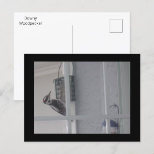 Downy Woodpecker Postcard Postkarte