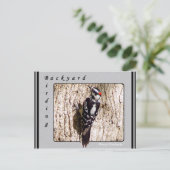 Downy Woodpecker Postcard Postkarte (Stehend Vorderseite)