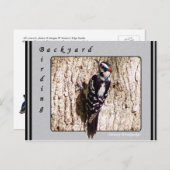 Downy Woodpecker Postcard Postkarte (Vorne/Hinten)