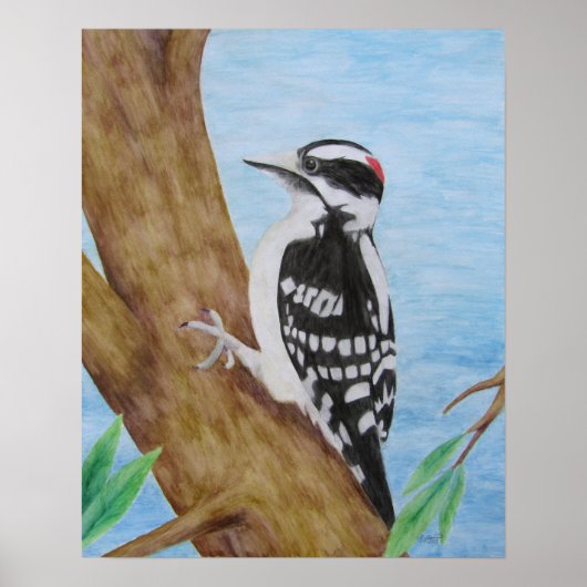 Downy Woodpecker Poster (Vorne)
