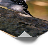 Downy Woodpecker Poster (Ecke)