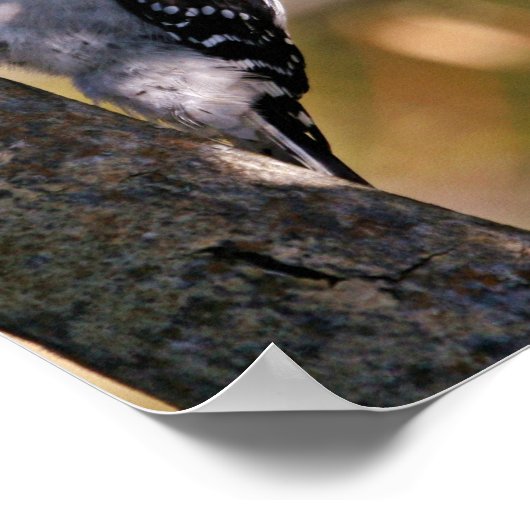 Downy Woodpecker Poster (Ecke)