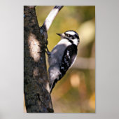 Downy Woodpecker Poster (Vorne)