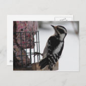 Downy Woodpecker Postkarte (Vorne/Hinten)