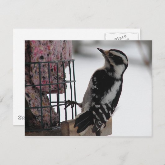 Downy Woodpecker Postkarte (Vorne/Hinten)