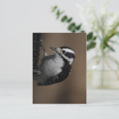 Downy Woodpecker Postkarte (Stehend Vorderseite)