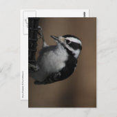 Downy Woodpecker Postkarte (Vorne/Hinten)