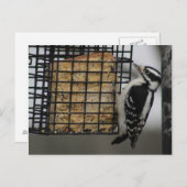 Downy Woodpecker Postkarte (Vorne/Hinten)