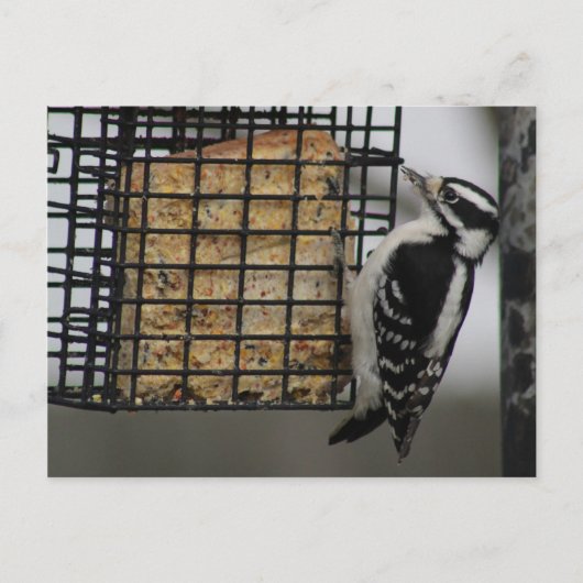 Downy Woodpecker Postkarte (Vorderseite)