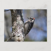 Downy Woodpecker Postkarte (Vorderseite)