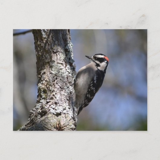 Downy Woodpecker Postkarte (Vorderseite)