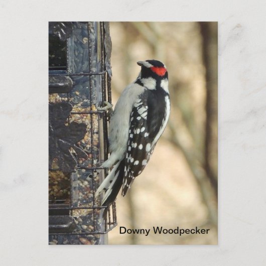 Downy Woodpecker Postkarte (Vorderseite)