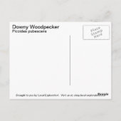 Downy Woodpecker Postkarte (Rückseite)