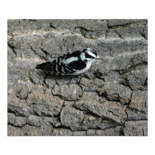 Downy Woodpecker Print Fotodruck