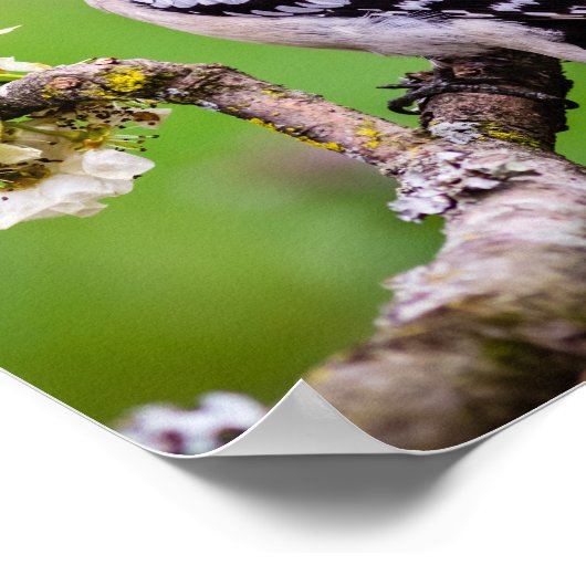 Downy Woodpecker Print Poster (Ecke)