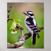 Downy Woodpecker Print Poster (Vorne)