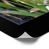 Downy Woodpecker Print Poster (Ecke)