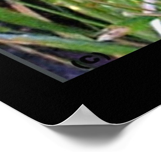 Downy Woodpecker Print Poster (Ecke)