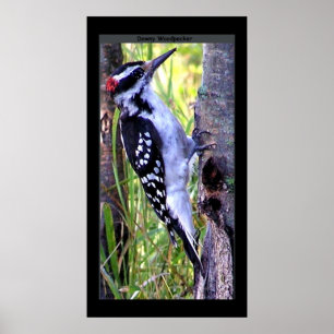 Downy Woodpecker Print Poster