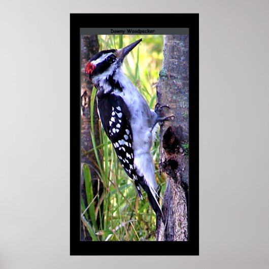 Downy Woodpecker Print Poster (Vorne)