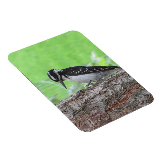 Downy Woodpecker Profile Magnet (Rechte Seite)