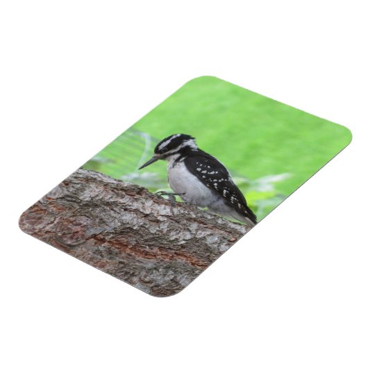 Downy Woodpecker Profile Magnet (Linke Seite)