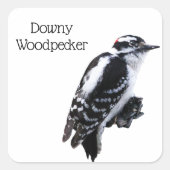 Downy Woodpecker Quadratischer Aufkleber (Vorderseite)