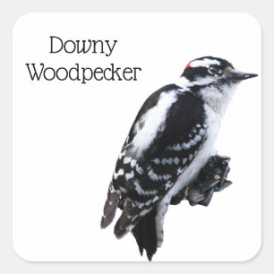Downy Woodpecker Quadratischer Aufkleber