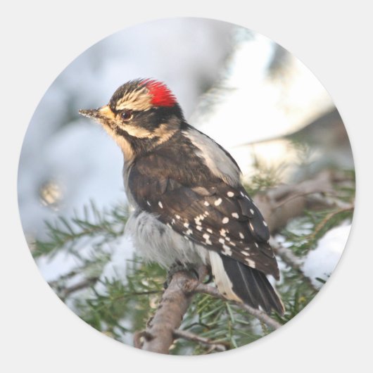 Downy Woodpecker Runder Aufkleber (Vorderseite)