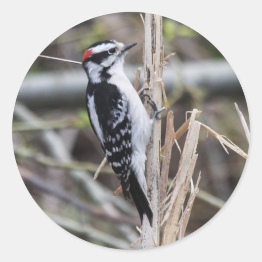 Downy Woodpecker Runder Aufkleber (Vorderseite)
