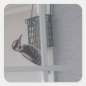 Downy Woodpecker Stickers (Vorderseite)