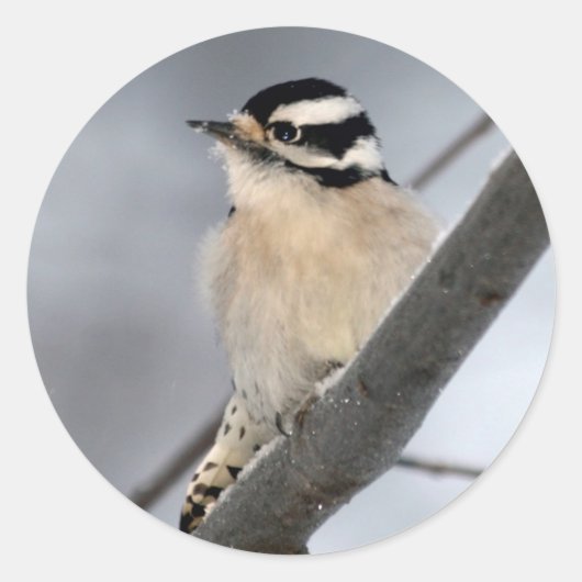 Downy Woodpecker Stickers (Vorderseite)