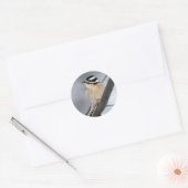 Downy Woodpecker Stickers (Umschlag)