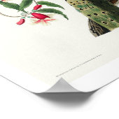 Downy Woodpecker von Audubon Poster (Ecke)